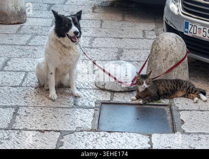 Ein fröhlicher angeleinter Hund sitzt auf Steinpflaster neben einer entspannten streunenden Katze und fängt Themen der Gesellschaft und der städtischen Harmonie ein. Stockfoto