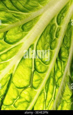 Makrostruktur aus frischem grünem Salatblatt auf Hintergrundbeleuchtung, Vollformatmuster für Bio-Lebensmittel von oben Stockfoto