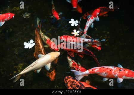 Farbenfrohe Koi-Fische schwimmen anmutig im dunklen Teichwasser neben schwimmenden weißen Blumen und schaffen eine ruhige und friedliche Wassertierszene voller Tiere Stockfoto