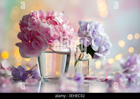 Wunderschöne Hortensie blüht in Glasvasen inmitten der weichen Bokeh Beleuchtung Stockfoto