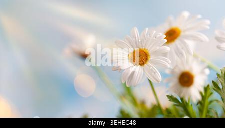 Ruhige Daisies in sonnendurchflutetem Feld mit Tautropfen und verschwommenem Hintergrund Stockfoto