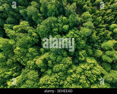 Drohnenansicht auf üppige Laubwälder mit leuchtend grünen Baumkronen, die natürliche Textur und abstrakte Muster von oben erzeugen. Stockfoto