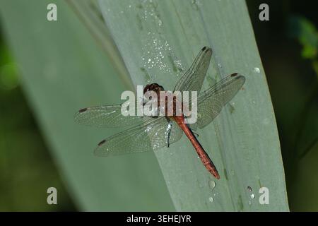 Rote Libelle (roter Darter) auf einem grünen Blatt mit Wassertropfen Stockfoto