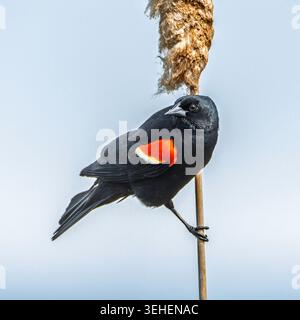 Ein männlicher Rotflügelbarren, Agelaius phoeniceus, hockte auf einem Katzenschwanz in Grand Haven, Michigan Stockfoto