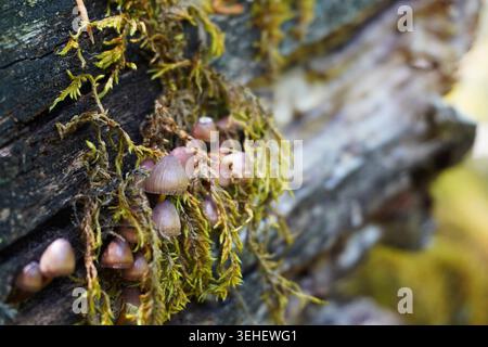 Kleine braune Pilze, die auf einem moosbedeckten Baumstamm wachsen, werden in Nahaufnahme mit weichem Fokus aufgenommen und zeigen Walddetails und natürliche Texturen. Stockfoto