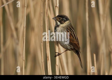 Männlicher gemeiner Schilfbund (Emberiza schoeniclus), der auf einem trockenen Schilfstiel in einem Feuchtgebiet thront Stockfoto