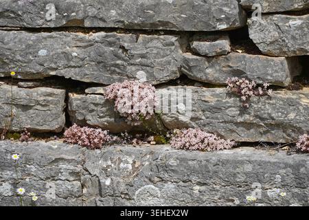 Spanische Steinpilze oder Sedum hispanicum rote Pflanzen auf einem alten Stein in Dodoni, Griechenland Stockfoto