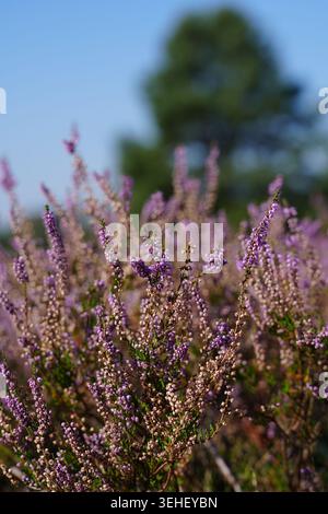 Nahaufnahme von blühenden lila Heidekraut-Blüten in einer sonnendurchfluteten Heide mit weichem natürlichem Bokeh und einem verschwommenen Baum im Hintergrund, der die Ruhe bis spät in die Nacht einfängt Stockfoto