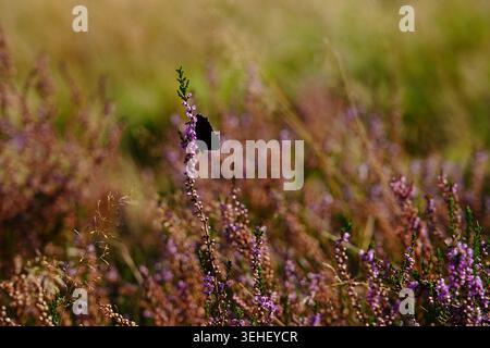 Dunkler Schmetterling auf einem blühenden lila Heidekraut, umgeben von einer weichen, sonnendurchfluteten Wiese mit warmen Herbsttönen und geringer Schärfentiefe. Stockfoto