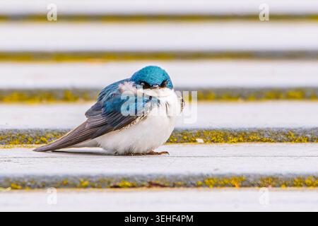 Eine Baumschwalbe, Tachycineta bicolor, auf einem moosbedeckten Pier in Grand Haven, Michigan Stockfoto