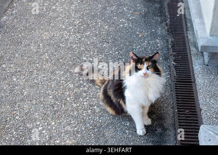 Eine wunderschöne orange schwarz-weiße Calico-Katze, die draußen sitzt und direkt in die Kamera blickt. Stockfoto
