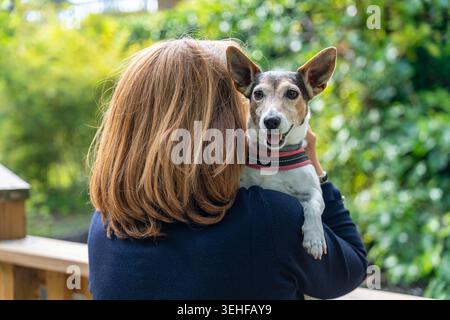 Frau mit dem Rücken, der von hinten herausblickt, mit einem russell-Welpen in den Armen. Stockfoto