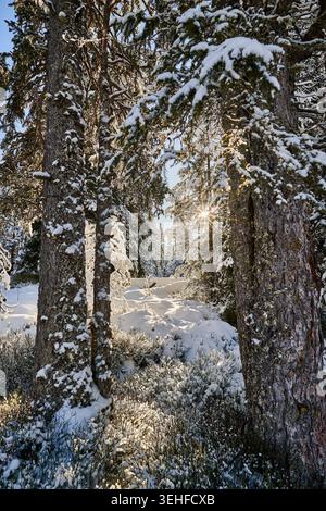 Sonnenlicht filtert im Winter durch schneebedeckte immergrüne Äste auf eine friedliche Waldlichtung. Stockfoto