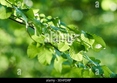 Frische grüne Buchenblätter, die von Sonnenlicht auf einem zarten Zweig beleuchtet werden, sanfter Bokeh-Hintergrund ruft Frühlingsruhe hervor. Stockfoto