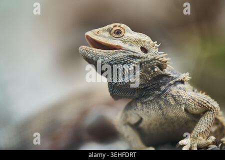 Nahaufnahme eines bärtigen Drachen mit detaillierten Skalen, Stacheln und einem Alarmausdruck. Stockfoto