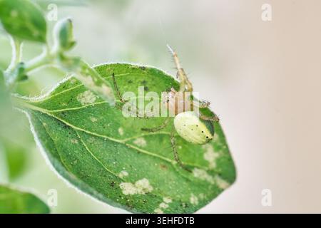 Nahaufnahme einer kleinen grünen Spinne auf einem Blatt mit feinen Haaren, Textur und Tarnung. Stockfoto