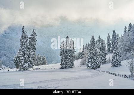 Neblige Bergszene mit schneebedeckten immergrünen Bäumen und sanften Feldern unter bewölkten Winterbergen. Stockfoto
