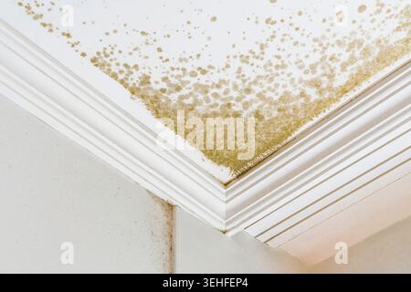 Probleme mit Schimmel und Feuchtigkeit an der Decke. Ecken, die von erheblichen Schimmel- und Wasserschäden betroffen sind. Starke Schimmelbildung mit braunen Flecken und Feuchtigkeitsschäden Stockfoto