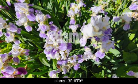 Wunderschöne blühende Iris in sanften Lila-, Flieder- und Weißtönen unter hellem Sonnenlicht im Garten Stockfoto