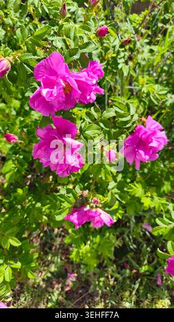 Blühender Rosenstrauch Magenta Rugosa im Sommergarten Stockfoto