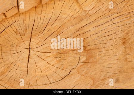 Nahaufnahme eines Baumstamms mit detaillierten Wachstumsringen und natürlicher Holzstruktur. Die Oberfläche ist glatt und weist sichtbare Risse und Linien auf Stockfoto
