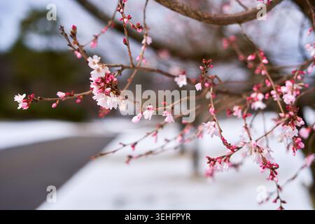 Nahaufnahme von zarten rosa und weißen Kirschblütenzweigen (Sakura) im frühen Frühling, mit Büscheln geöffneter Blüten und Stockfoto