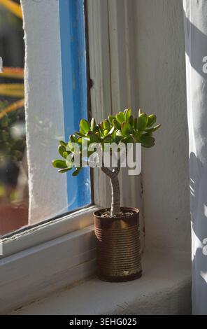 Kleine saftige Pflanze auf einer sonnigen Fensterbank. Stockfoto