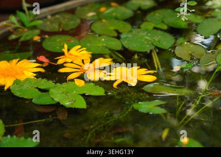 Leuchtend gelbe Blüten, die sanft auf einer reflektierenden Teichoberfläche schweben, umgeben von grünen Wasserblättern und natürlichen Wasserstrukturen in einem Garten im Freien. Stockfoto
