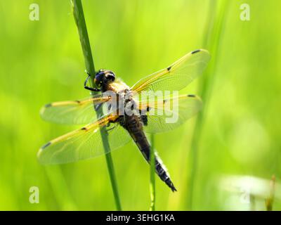 Vier gefleckte libellula quadrimaculata, Northamptonshire, Großbritannien Stockfoto