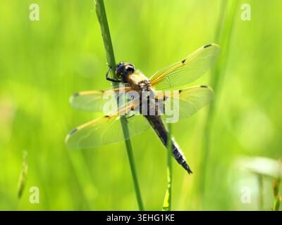 Vier gefleckte libellula quadrimaculata, Northamptonshire, Großbritannien Stockfoto