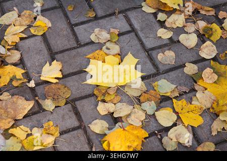 Bunte Herbstblätter auf einem Kopfsteinpflasterweg. Gelbe und braune Blätter schaffen eine saisonale Atmosphäre Stockfoto
