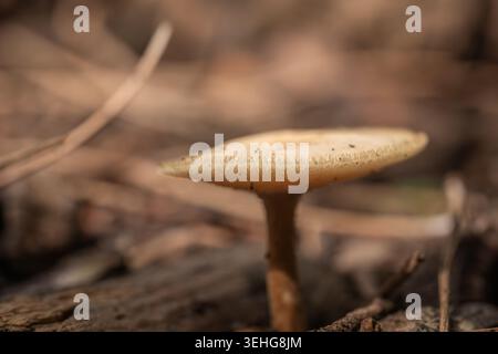 Makroperspektive eines einzelnen Wildpilzes, der aus verrottendem Holz mit weichem Bokeh wächst Stockfoto