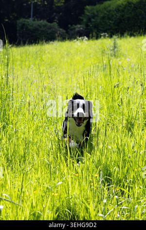 Glücklicher Trikolore-Hund - Appenzeller Sennenhund - läuft an einem warmen Sommertag durch eine sonnendurchflutete grüne Wiese in Richtung Kamera Stockfoto