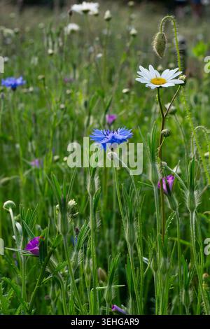 Kornblumen- und Ochsenaugen-Gänseblümchen in einer Wildblumenwiese, Großbritannien, Mai, Sommerwildblumen. Stockfoto