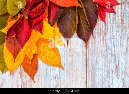 Herbstlaub in verschiedenen Farben auf einer Holzoberfläche während der Herbstsaison. Die Szene zeigt die Schönheit der Natur und den jahreszeitlichen Wandel. Stockfoto