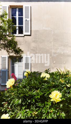 Zwei Fenster mit weißen Fensterläden sind in einer beigefarbenen Wand angeordnet, umgeben von üppigen grünen Pflanzen und hellgelben Pfingstrosen in einem sonnigen Garten Stockfoto