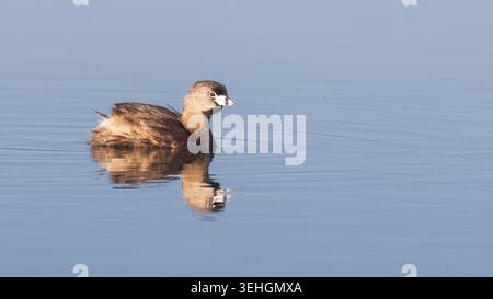 Podilymbus podiceps, der auf ruhigem Wasser im McCoy Flat Reservoir, Lassen County, Kalifornien, schwimmt. Stockfoto