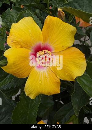 Wunderschöne hawaiianische gelbe Hibiskusblüte, die im Frühjahr vollständig geöffnet ist. Dieser gelbe Hibiskus ist ein seltener Typ. Stockfoto