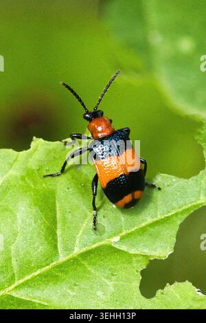 Roter Hals Flohkäfer auf einem hellgrünen Blatt. Stockfoto