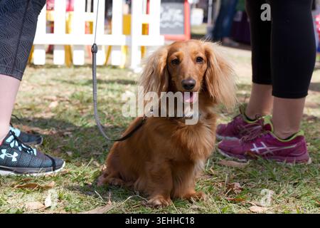 Ein goldener, langhaariger Dackelhund, der auf dem Gras sitzt, während er eine Leine und ein Gurtzeug neben den Beinen eines Käufers auf einem Markt trägt. Stockfoto
