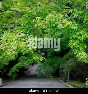 Grüne japanische Ahornblätter und Steinweg im Tempelgarten, Kyoto, Japan Stockfoto