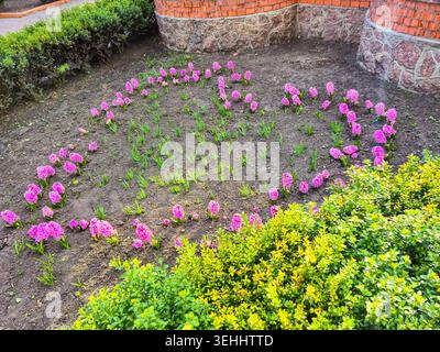 Eine wunderschöne Frühlingsgartenszene mit Reihen von leuchtend rosa Hyazinthen, die aus dunklem Boden auftauchen, umgeben von leuchtend grünen Büschen und Ziegelsteinen Stockfoto