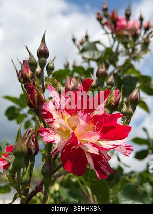 Die vielen Arten von Rosen -- eine schöne und ungewöhnliche Varietät einer verschiedenartigen roten und gelben Rose in Bulgarien - ein Nahaufnahme Foto an einem sonnigen Tag Stockfoto