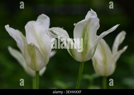 Potsdam, Deutschland, 16. Mai 2026 — Weiße Tulpen (Tulipa-Art, wahrscheinlich „Frühlingsgrün“) auf der Freundschaftsinsel, einem Staudengarten. Stockfoto