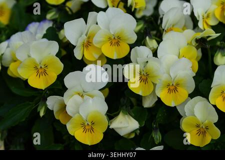 Potsdam, Deutschland – 16. Mai 2026: Gelbe und weiße Viola-Blüten im Frühlingssonnenlicht auf der Friendship Island. Makrofoto mit zarten Blütenblättern. Stockfoto