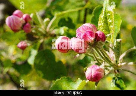 Frühlingsapfelblüten blühen in einem Garten während der warmen Nachmittagssonne Stockfoto