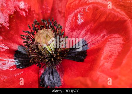 Extreme Makroaufnahme einer leuchtenden roten Mohnblume mit detaillierten Staubblättern, Pollen und schwarzem Mittelmuster Stockfoto