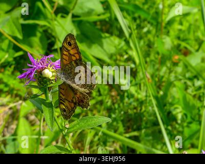Zwei wandbraune Schmetterlinge (Lasiommata megera) paaren sich. Fotografiert in Musio, einem Ortsteil von Tremosine. Tremosine ist eine Stadt am Westufer des Sees Stockfoto