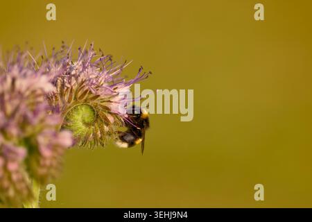 Hummel sammelt Nektar von phacelia-Blüten vor glattem goldenen Hintergrund Stockfoto
