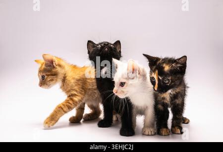 Neugierige 6 Wochen alte Kätzchen auf weißem Hintergrund Stockfoto